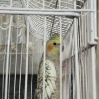 عروس هلندی دستی|پرنده|شیراز, فرودگاه شهید دستغیب شیراز|دیوار