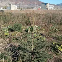 خدمات. فروش نهال کاج نئول ۴۰۰ اصله یک متری|گل و گیاه طبیعی|کیاسر, |دیوار