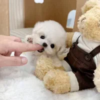 فانتزی|سگ|زاهدان, |دیوار