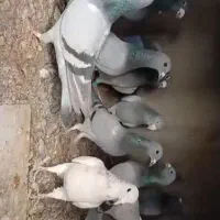 ....|پرنده|هامون, |دیوار