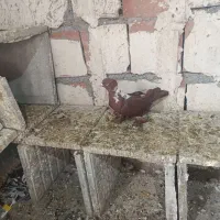 الابوغازنر تاگوز