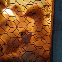 جوجه بوقلمون بیوتی سیکس|حیوانات مزرعه|قائم‌شهر, |دیوار