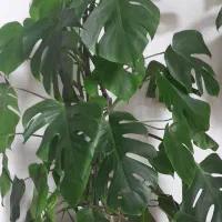 گل گل|گل و گیاه طبیعی|بروجرد, |دیوار