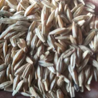 جو دیم بذری ،قیمت ۶۵۰۰۰تومان