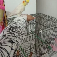 عروس هلندی سخنگو