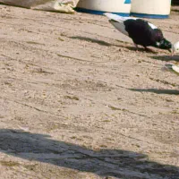 کبوتر دم سفید