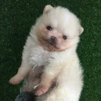 پامر دو سر خرسی