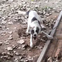 سگ خراسانی نگهبان