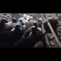 بره نر پای پرواری قوچ