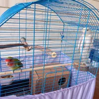 طوطی برزیلی