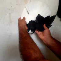 کبوتر رنگی چپی سیاه|پرنده|دیلم, |دیوار