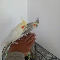یک جفت عروس هلندی رام و زیبا