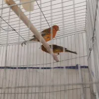 قناری ماده آماده جفت