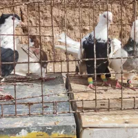 رنگه اس|پرنده|تربت‌حیدریه, آغوی|دیوار