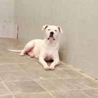 دوگو|سگ|بومهن, |دیوار