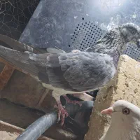 کفتر معاوضه|پرنده|نهاوند, |دیوار