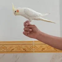 عروس هلندی