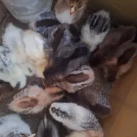 جوجه جوجه بومی