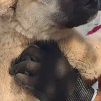 توله سرابی ۲ماهه و نیمه