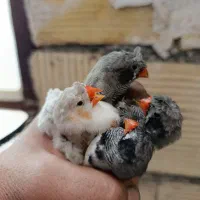 فنج کاکلی و لب سیاه تعداد