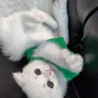 خوشگلای تربیت شده
