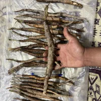 نشاء شیرین انعوزه