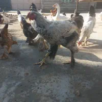 تخم مرغ نطفه دار برهما لاری دیلگونی چهل تاج|حیوانات مزرعه|چرام, |دیوار