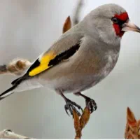 سهره کرمانی