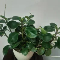 گل گیاه طبیعی