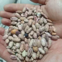 حبوبات لوبیا قرمز چیتی عدس نخود لپه گردو لوبیاسفید