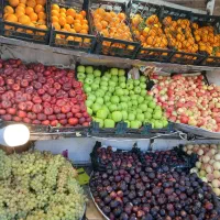 نیروی خانم بسته بندی