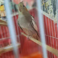 طوطی عروس ۱۱ ماهِ رام نیمه دستی( نر)