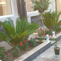 خدمات سمپاشی و باغبانی تخصصی سیار|خدمات باغبانی و درختکاری|اصفهان, شهریار|دیوار