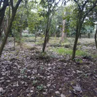 زمین کشاورزی مناسب برای گلخانه|فروش زمین و ملک کلنگی|واجارگاه, |دیوار