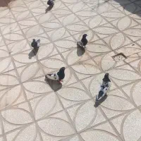 کبوتر سینه سیاه جوجه دست خودم بودم
