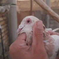 کبوتر زاجر|پرنده|مهریز, |دیوار