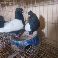 کبوتر سینه ای. رنگی|پرنده|شنبه و طسوج, |دیوار