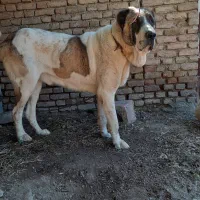 واگذاری سگ سرابی