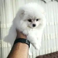 سگ پامر|سگ|خرمدره, |دیوار