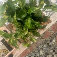گل پتوس ابلق و شیرینی خوری رولت خوری