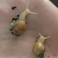 حلزون|خزنده|کرمان, |دیوار