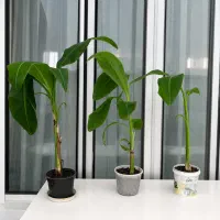 درختچه طبیعی موز