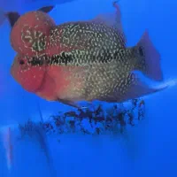 ماهی گلو فیش و انواع ماهی ولوازم|ماهی|شاهینشهر, فردوسی|دیوار