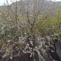 زمین کشاورزی