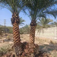 نخل و نهال مرکبات با قیمت مناسب و تحویل درباغ|خدمات باغبانی و درختکاری|یزد, |دیوار