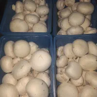 قارچ خوراکی|خوردنی و آشامیدنی|صومعه‌سرا, |دیوار