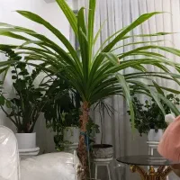 پاندانوس قدیمی  حدودا 2/5متری