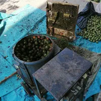پوست گیری گردو سبز توسط دستگاه|خدمات باغبانی و درختکاری|قم, امامزاده ابراهیم|دیوار