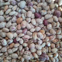 فروش لوبی چیتی|عمده‌فروشی|چادگان, |دیوار