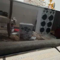 ال ای دی ۴۳اینج دنای نونو فقط فقط نقد ۱۴/۵۰۰۰|تلویزیون و پروژکتور|میبد, |دیوار